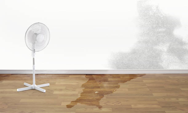 Best Water damage contractors near me  in Searingtown, NY